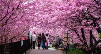 Cherry blossom trees in full bloom in Japan with women walking beneath them – women-only group travel during sakura season.