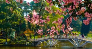 Meghalaya Cherry Blossom