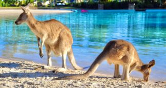 Kangaroos in the Australian wild – wildlife experience on an Australia women only trip.